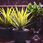 Natural Green Air Plant In Cement Pot, thumbnail 2 of 3