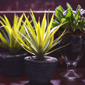Natural Green Air Plant In Cement Pot, 2 of 3