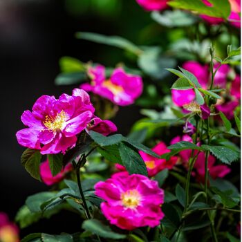 Rose Rosa Rugosa Pink One Plant In Five Litre Pot, 4 of 5