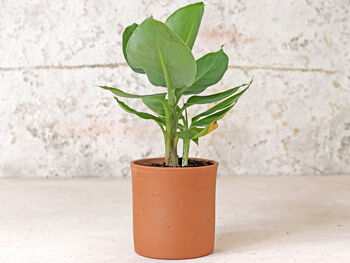 Tall Cylinder Terracotta Plant Pot, 4 of 4