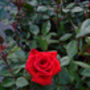 Rose Birthday Wishes Birthday Rose Gifts, thumbnail 2 of 2
