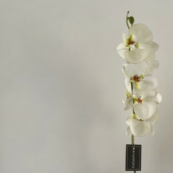 Single Stem White Orchard, 2 of 5