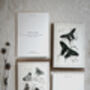 Colour Butterfly Greeting Cards – Set Of Four Vintage A6 Designs, thumbnail 7 of 11