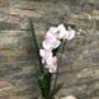 White Artificial Silk Orchid Grey Pot Mothers Day Gift, thumbnail 5 of 6
