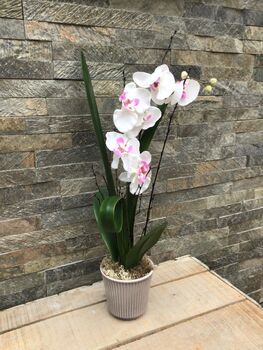 White Artificial Silk Orchid Grey Pot Mothers Day Gift, 5 of 6