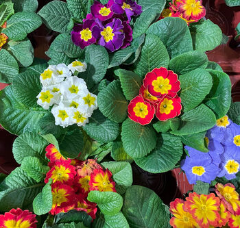 Primula 'Husky Mix' 20 X Full Plant Pack, 2 of 5