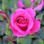 Rose Darling Jenny, Personalised Gift Rose, thumbnail 1 of 2