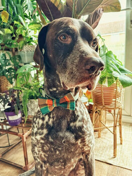 Squirrel Chaser Handmade Dog Bow Tie Autumn, 4 of 6