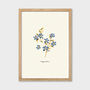Blue Floral Forget Me Not Cottage Botanical Print, thumbnail 4 of 5