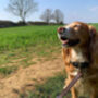 Pampeano 'Petalo' Leather Dog Lead, thumbnail 2 of 3