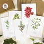 Christmas Botanical Note Card Set, thumbnail 1 of 6