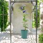 Clematis General Sikorski –3 L Climbing Garden Plant, thumbnail 1 of 5