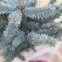 Christmas Blue Spruce Trees, 3 L Pots, 40 50cm Tall, thumbnail 4 of 4