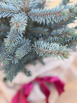 Christmas Blue Spruce Trees, 3 L Pots, 40 50cm Tall, 4 of 4