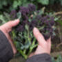 Purple Sprouting Broccoli Six X Plug Plant Pack, thumbnail 3 of 6