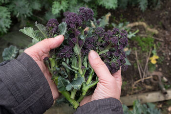 Purple Sprouting Broccoli Six X Plug Plant Pack, 3 of 6