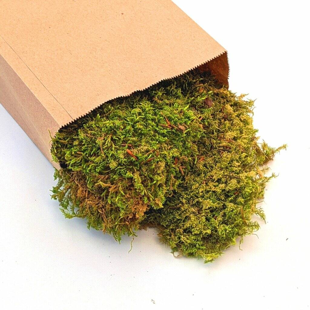 Natural Decorative Green Moss, 1 of 7