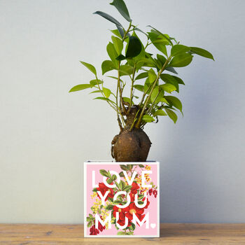 'Love You Mum' Mother's Day Plant Pot And Houseplant, 2 of 7