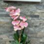 Large Pink Phalenopsis Orchid In Gold Bowl, thumbnail 1 of 7