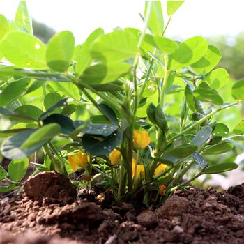 Peanut Plants, In 9cm Pots, 3 of 4