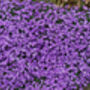 Flowers Aubrietia 'Lilac' 12 X Full Plant Pack, thumbnail 2 of 5