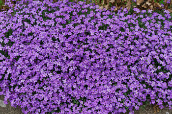 Flowers Aubrietia 'Lilac' 12 X Full Plant Pack, 2 of 5