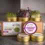 Organic Microgreen Tin Set Growing Kit | Intensity, thumbnail 1 of 2