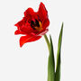 Scarlet Double Tulip Fresh Bouquet, thumbnail 3 of 3