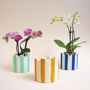 Small Stripy Scalloped Pot Choose Your Colours, 5 of 11