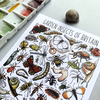 Garden Insects Of Britain Watercolour Postcard, 4 of 12