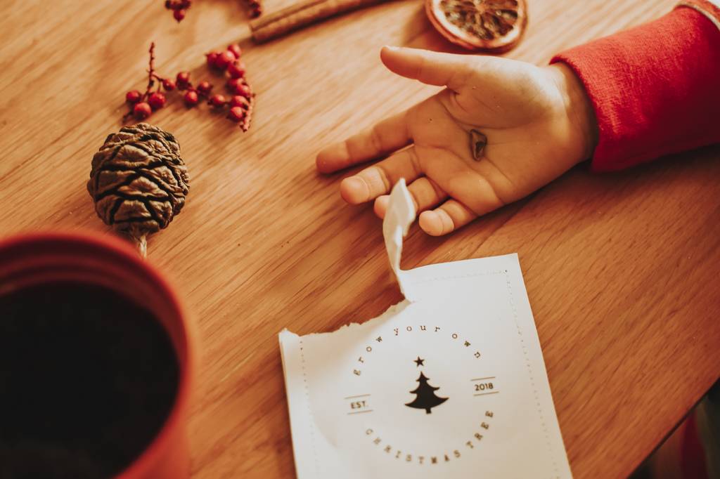 Grow Your Own Christmas Tree Seed Packet By Ovo Bloom