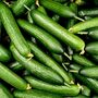 Vegetable Plants Cucumber 'Femspot' 5x Plants 9cm Pots, thumbnail 5 of 11