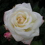 Famous Named Plant Gift, Rose Elvis, thumbnail 1 of 2