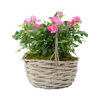 Mother’s Day Rose In Hand Planted Gift Basket – Free Standard Gift Wrap, 2 of 2