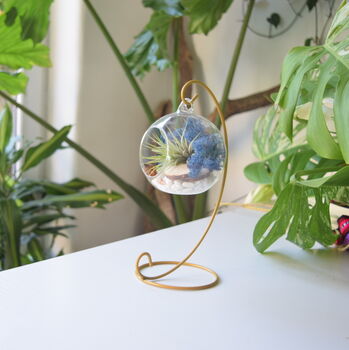 Diy Air Plant Terrarium Kit Hanging Terrarium Gift Blue Moss With Optional Gold Stand, 2 of 7