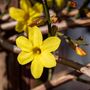 Perennial Jasmine Nudiflorum One Plant In Litre Pot, thumbnail 2 of 5