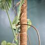 Extendable Moss Pole For Climbing Plants 60 80 110cm, thumbnail 7 of 8