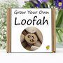 Gardening Gift For Her. Grow Your Own Loofah, thumbnail 2 of 4