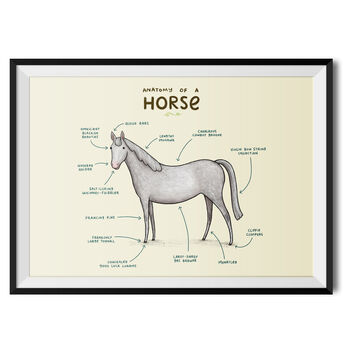Anatomy Of A Horse Art Print By Sophie Corrigan, 2 of 4