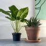 Artificial Calathea Plant In Black Pot, thumbnail 6 of 6