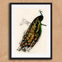 Vintage Peacock Illustration Wall Art Print, thumbnail 4 of 6