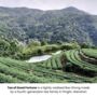 Taiwanese Artisan Loose Leaf Tea Collection, thumbnail 9 of 11