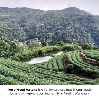 Taiwanese Artisan Loose Leaf Tea Collection, 9 of 11