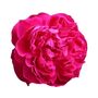 Rose Plants Climbing Rose 'Pink Perpetue', thumbnail 1 of 8