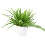 Boston Fern In 17cm Pot – Lush Air Purifying Plant, thumbnail 2 of 5