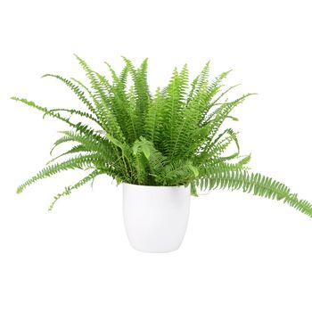Boston Fern In 17cm Pot – Lush Air Purifying Plant, 2 of 5