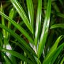 Parlour Palm Plant, Chamaedorea Elegans, One 9cm Pot, thumbnail 4 of 4