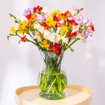 Mixed Guernsey Long Stem Freesia Flowers, 2 of 4