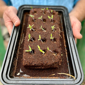 William Morris Flowers Seed Bar, 2 of 3