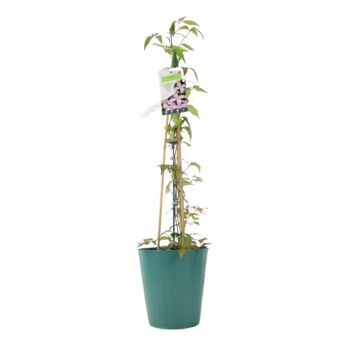 Clematis Montana Vera – Pink Spring Climber3 L Pot, 3 of 5